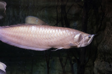 Macro underwater fish.