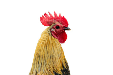rooster isolated on a white background with clipping path.