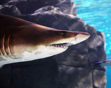 Underwater View Of A Great Brown Shark In Istanbul Aquarium.