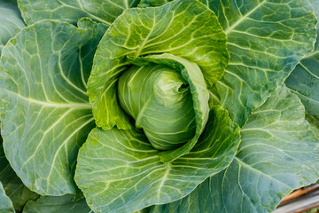 Obraz premium Organic Cabbage. Fresh Green Head of Cabbage on the Field.