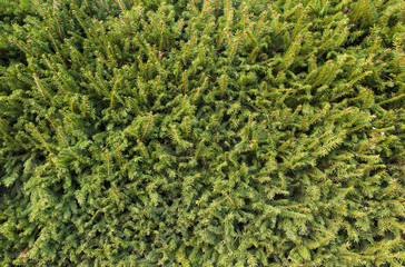 Fir-tree fence