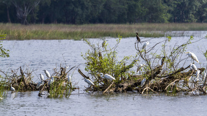 Water bird in Minneriya reservoir, Sri Lanka