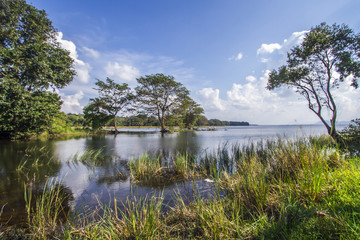 Fototapeta na wymiar Minneriya reservoir, Sri Lanka