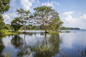 Fototapeta premium Minneriya reservoir, Sri Lanka