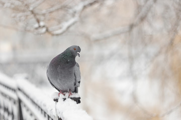 city pigeon sitting on a fence in winter