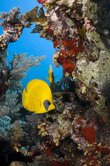 Masked butterflyfish, Chaetodon semilarvatus, swims at the reefs of Sharm-el Sheikh, Red Sea. 