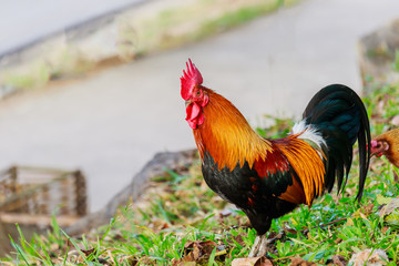 colorful rooster on green nature background