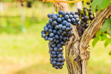  large bunches of red wine grapes hang from a vine, warm backgro