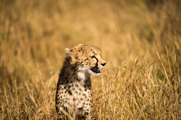 Fototapeta premium Young cheetah in grassland
