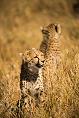 Adolescent cheetah siblings wait for mother