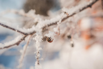 Hoarfrost on a tree