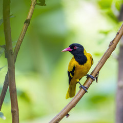 Black-hooded oriole in Minneriya National Park, Sri Lanka