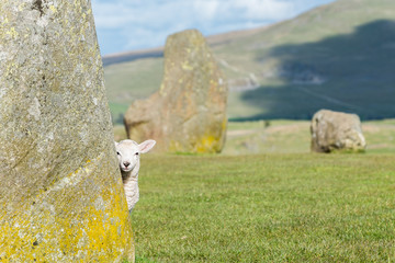 Lamb at Castlerigg Stone Circle