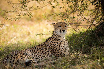 Wild female cheetah rests in the shade