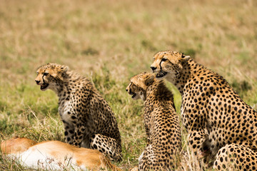 Cheetah family rest after a successful chase
