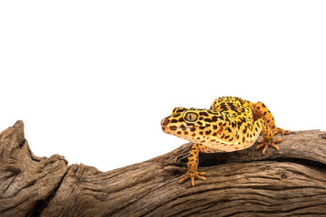 Isolated image of a leopard gecko on wood