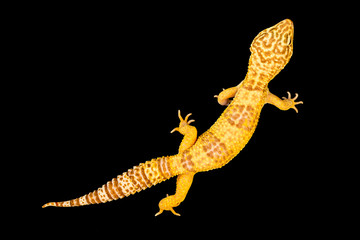 Isolated image of a leopard gecko