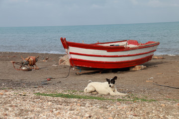 Fishing boat stranded on the beach next to a dog lying on the sand