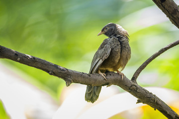 Yellow-billed Babbler in Minneriya National Park, Sri Lanka