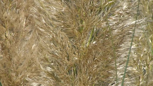 Der Wind bewegt die buschigen Binsengr&auml;ser (Gro&szlig;aufnahme)
