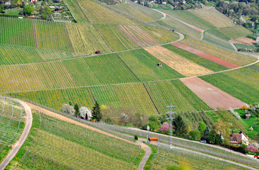 Top view from Grapkapelle, Rotenberg mount in Stuttgart, Germany. Green grape field in perspective.