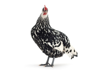 Isolated image of a chicken with black and white feathers