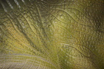 Close-up of the skin of an iguana or a large reptile or lizard to use as a background