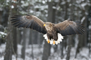 White-tailed eagle flying © Erik Mandre