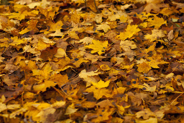 Colorful autumn leaves. Background group autumn orange leaves. Outdoor.