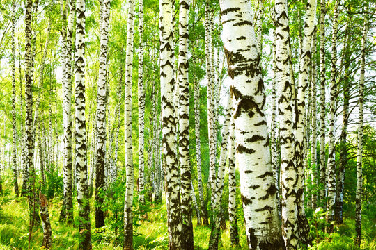 Fototapeta summer in sunny birch forest
