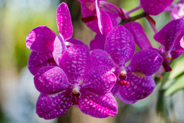 Orchids ,Beautiful orchids in Royal Park Rajaprueka