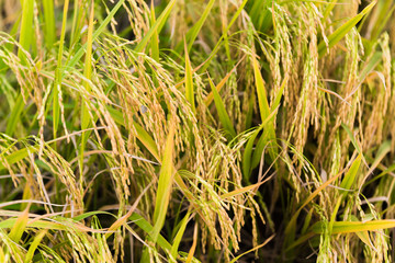 closeup of Rice field