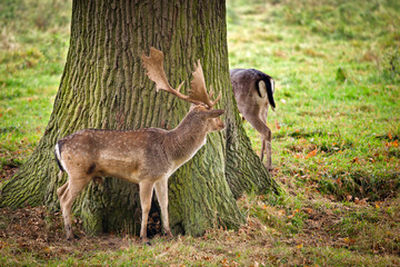 deer standing by a tree, playing hide and seek