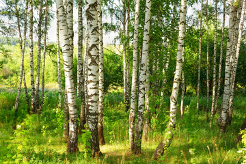 summer in sunny birch forest - 131721158