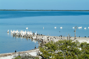 Obraz premium Birds on the island de los Pajaros in Holbox