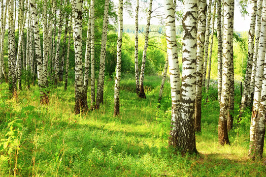 Fototapeta summer in sunny birch forest