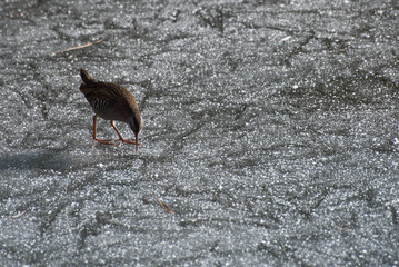 oiseau sur lac gélé