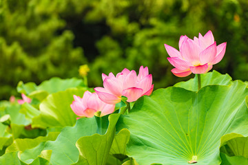 Fototapeta premium The Lotus Flower.Background is the lotus leaf and lotus flower and tree.Shooting location is the Sankeien in Yokohama, Kanagawa Prefecture Japan.