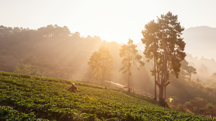 Fototapeta na wymiar Morning sunrise in strawberry field at doi angkhang mountain, chiangmai, thailand.