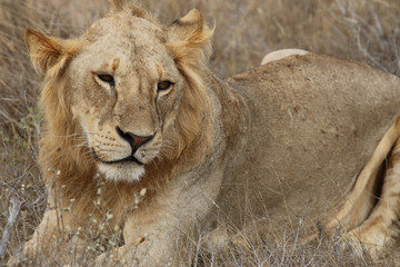 Lion