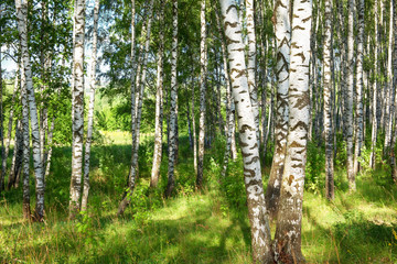 summer in sunny birch forest - 131721755