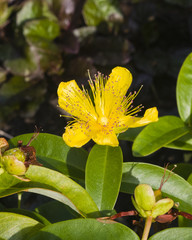 St. John's Wort or Yellow Rose of Sharon, Hypericum calycinum, flower close-up, selective focus, shallow DOF