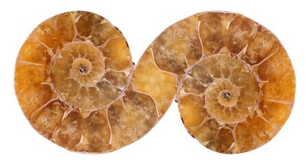 decoration from yellow ammonite on white © Alexander Potapov