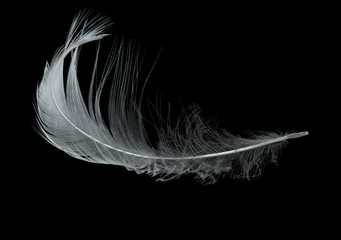 isolated on black single light feather
