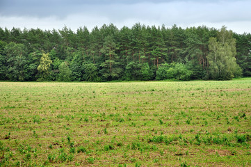 Obraz premium Agricultural field after harvest. The sloping green field with grass and remnants of hay on the background of coniferous forest.