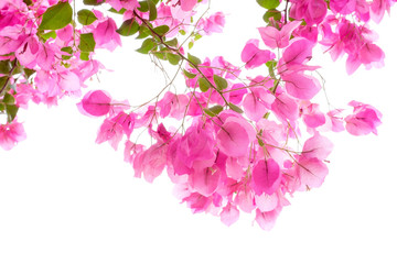 Pink bougainvilleas on white background isolated.