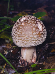 Small mushroom blusher, Amanita rubescens, macro, selective focus, shallow DOF
