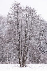 sun in winter forest trees covered with snow