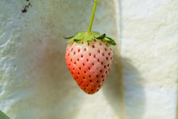 La fresa está en el centro de la maceta.