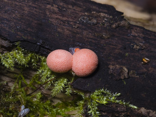Wolfs milk, Lycogala epidendrum, slime mould macro, selective focus, shallow DOF